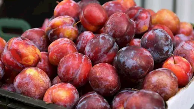 منها دعم صحة القلب.. إليك فوائد تناول البرقوق