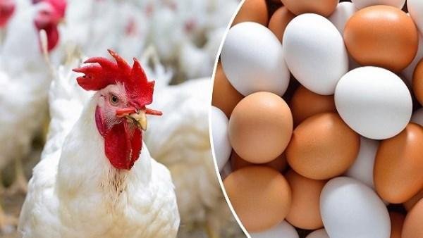 البانيه وصل كام؟ أسعار الفراخ والبيض اليوم الخميس