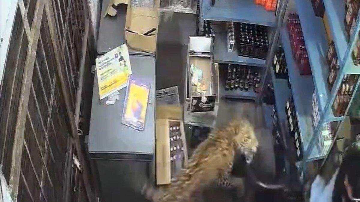 Leopard caught on camera storming into a store in Rajasthan, India