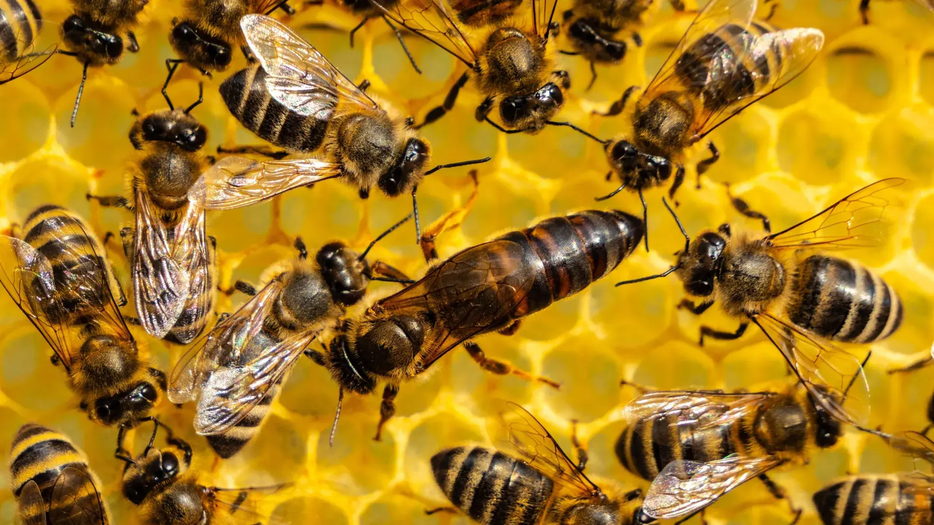 Queen bees have a disturbing way to survive pesticides