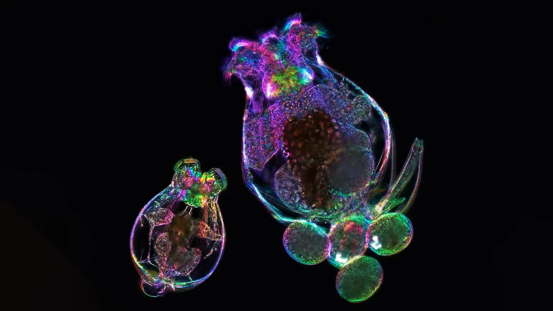 A mother’s age can shape her offspring without changing their DNA