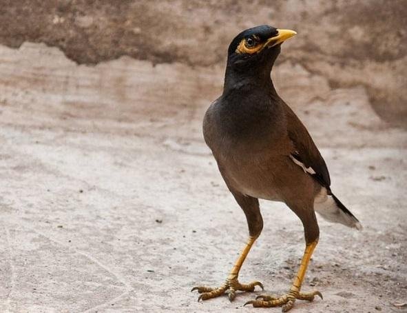 اصطياد 12844 من طائر المينا الغازي منذ مطلع العام&nbsp;