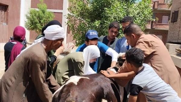 محافظ أسيوط: علاج 1750 حالة خلال قافلة بيطرية لدعم الثروة الحيوانية والداجنة| صور