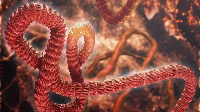 إيبولا يهدد الكونغو.. الأمم المتحدة تحذر من وفاة شخص كل 30 دقيقة