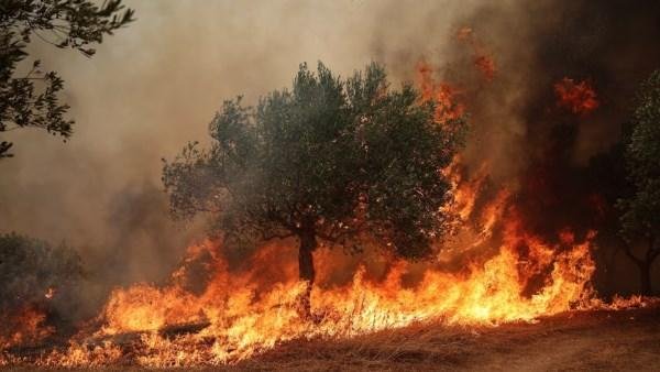 حرائق الغابات المدمرة في اليونان تزداد خطورة مع انتشارها قرب أثينا