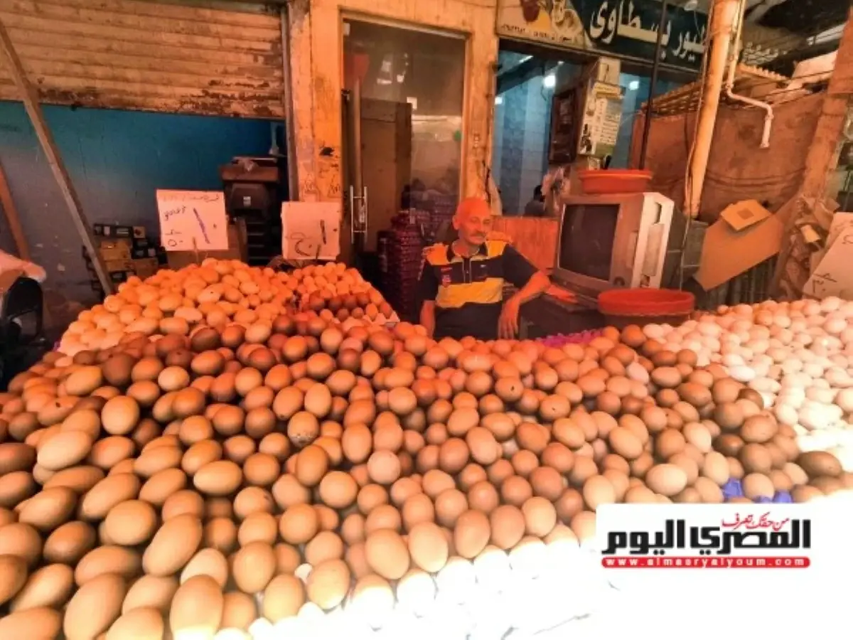 «الزراعة»: إنتاج مصر من البيض يحقق فائضاً قياسياً والتوسع في التصنيع يدعم التصدير واستقرار الأسعار