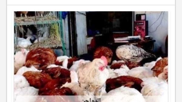 أسعار الدواجن في أسوان اليوم الإثنين 10-8-2026