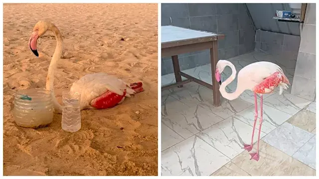فلامنجو أبيض داخل صندوق زجاجي بالساحل الشمالي.. ما القصة؟
