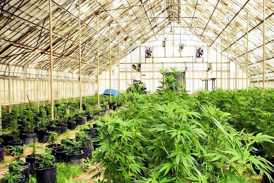 إقليم جانداكي في نيبال يقنن زراعة القنب الطبي وتعاطيه